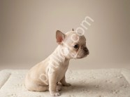 Exotic micro french bulldog yavrular