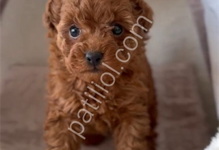 Ruhsatlı İşletmemizden Safkan Toy Poodle Yavruları
