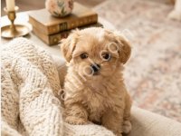 Maltipoo Cinsi Yavrular