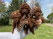 TOY POODLE YAVRULARI
