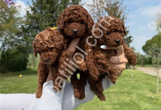TOY POODLE YAVRULARI