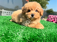 DÜNYA TATLISI MALTİPOO YAVRULARI