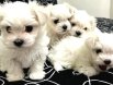 0 Numara maltese bebeklerimiz