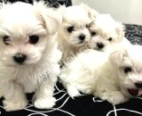0 Numara maltese bebeklerimiz