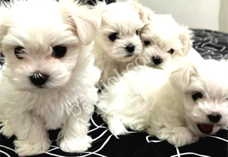 0 Numara maltese bebeklerimiz
