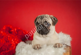 Rıfkı pug mops