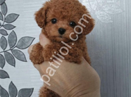 Dost Canlısı Toy Poodle