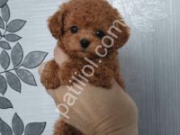 Dost Canlısı Toy Poodle
