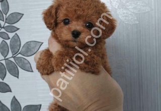 Dost Canlısı Toy Poodle