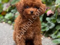 Toy Poodle Sevimli Yavrular