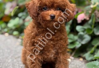 TOY POODLE SEVİMLİ YAVRULAR
