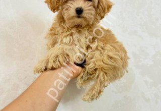 MALTİPOO CİNSİ YAVRULAR EV ÜRETİMİ