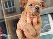 COMPACT FRENCH BULLDOG YAVRHLAR
