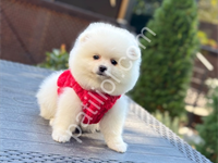 Ayıcık Surat Pomeranian Yavrularım
