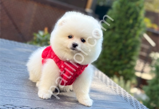Ayıcık surat pomeranian yavrularım