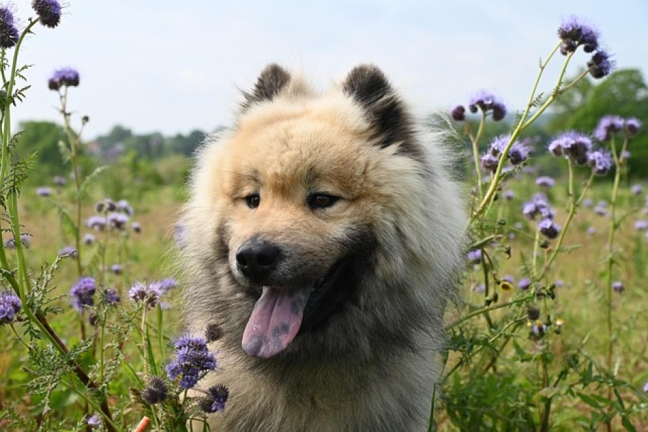 Köpeğinizle Sağlıklı Bir İletişim Kurmanın Yolları Ve Öneriler