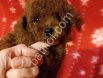 Satılık Toy Poodle Yavru – Yeni Yuvasını Bekliyor
