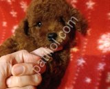 Satılık Toy Poodle Yavru – Yeni Yuvasını Bekliyor