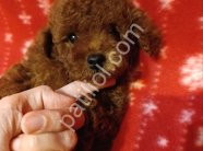 Satılık Toy Poodle Yavru – Yeni Yuvasını Bekliyor