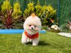 Mini Pomeranian Boo