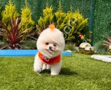 Mini Pomeranian Boo