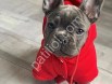 Orjinal French Bulldog