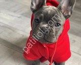 Orjinal French Bulldog