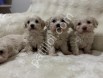 Maltipoo Bebekler