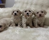 Maltipoo Bebekler