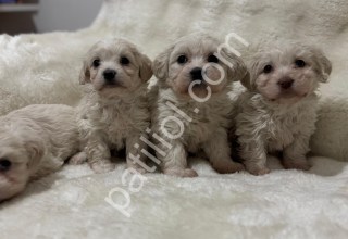 Maltipoo Bebekler