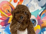 ZİYARETE AÇIK ERKEK DİŞİ POODLE BEBEKLER
