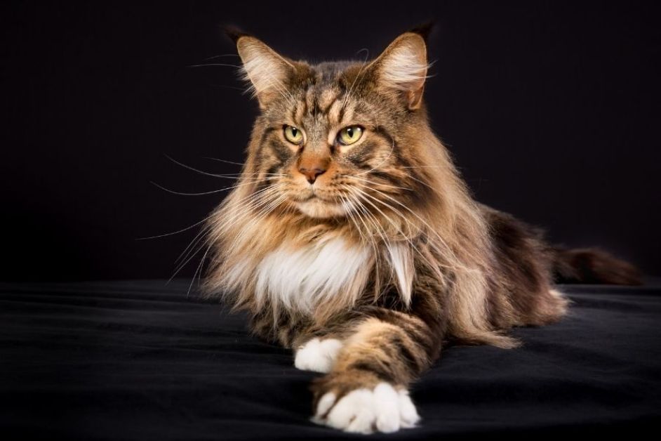 Maine Coon Hakkında Her Şey