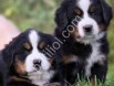 Bernese Mountain dog