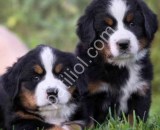 Bernese Mountain dog