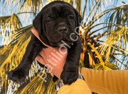 RESMİ İŞLETMEDEN A KALİTE CANE CORSO YAVRULARI
