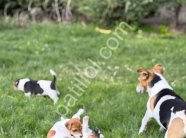 Safkan Maske Filminin Oyuncusu Jack Russell