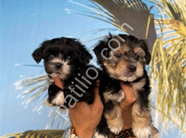 Resmi işletmeden morkie yavruları