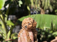 Orijinal Maltipoo Yavrular