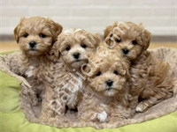 Maltipoo Cinsi Yavrular Ev Üretimi