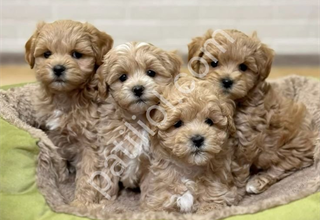 MALTİPOO CİNSİ YAVRULAR EV ÜRETİMİ