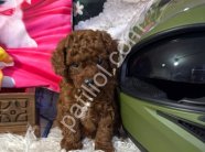İstanbul Toy Poodle Satılık Safkan Yavru