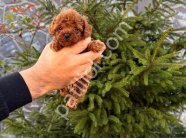 Satılık Toy Poodle Yavru Köpek – İstanbul Sağlıklı ve Oyuncu