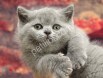 Pofidik British Shorthair Yavrular