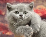 Pofidik British Shorthair Yavrular