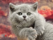 Pofidik British Shorthair Yavrular