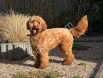 Dizayn ırk labradoodle yavrular