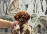 Satılık Toy Poodle Yavru Köpek