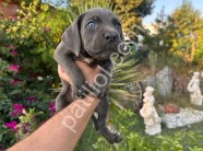 A scr cane corso yavrularımız