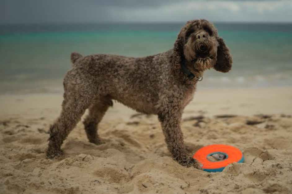 Lagotto Romagnolo Hakkında Herşey