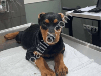 Muhteşem Görünümlü Doberman